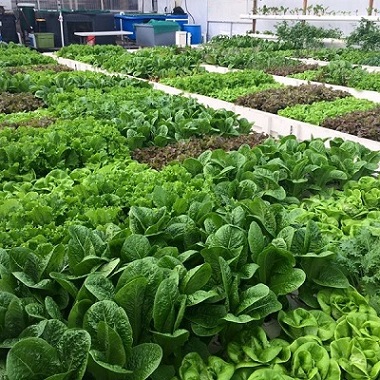 规模化鱼菜共生系统